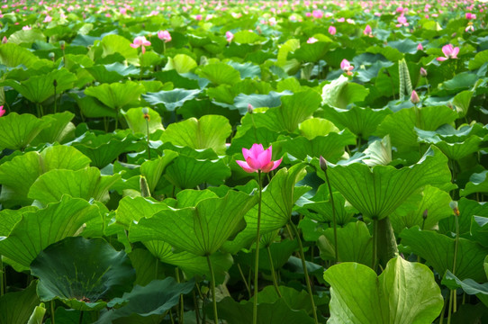 玄武湖荷花