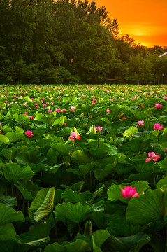 夕阳晚霞湖泊荷塘