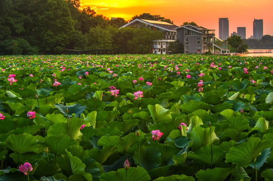 夕阳晚霞湖泊荷塘