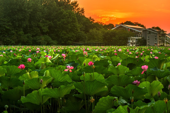 夕阳晚霞湖泊荷塘