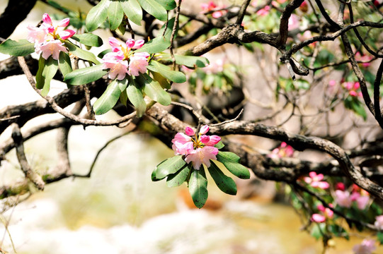 川西高原杜鹃花