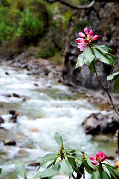 川西高山杜鹃花