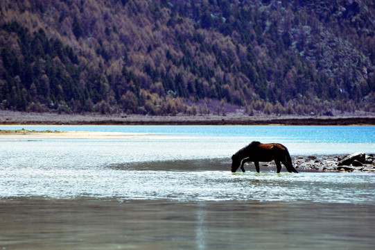 涉水莲花湖