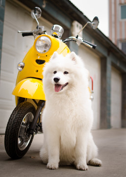 Samoyed萨摩耶犬