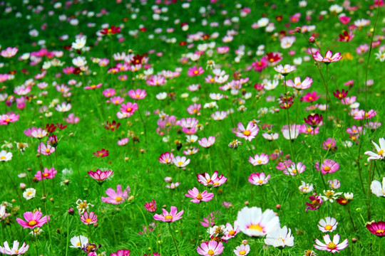 花丛 格桑花