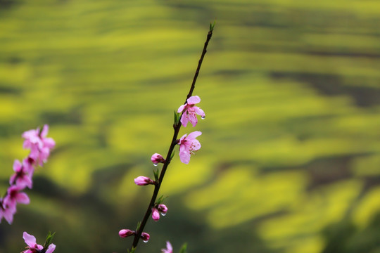 桃花