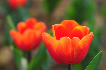 郁金香花