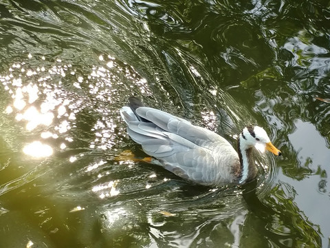 鸭子 划水