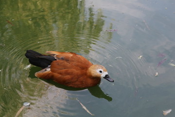 棕色水鸭