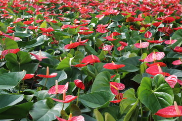 盛开的红掌花丛