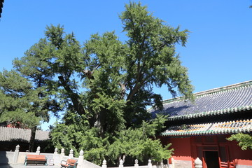 大觉寺寺院与古树