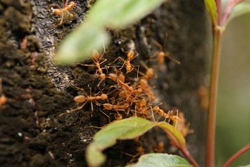 黄色蚂蚁微距