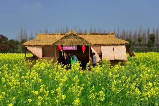 油菜花旅游景点