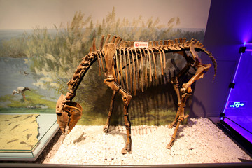 南京博物院 化石