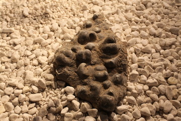 南京博物院 化石
