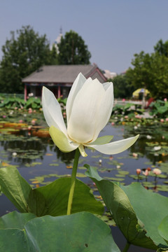 池塘中的白莲花