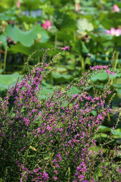 荷塘边紫色的花丛