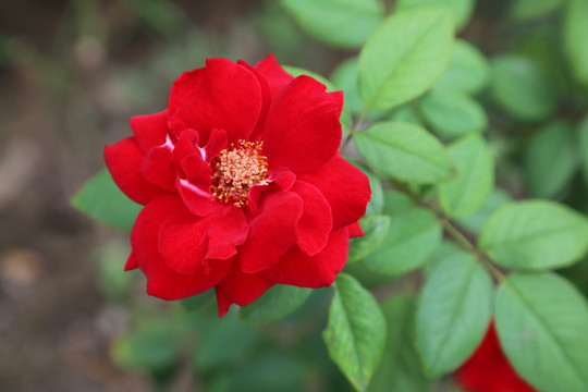 红色月季花花花朵