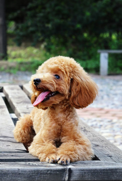 爬在长椅上的可爱小狗泰迪