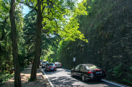 绿树树荫道路