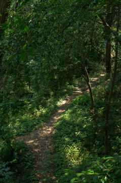 森林密林中的小路