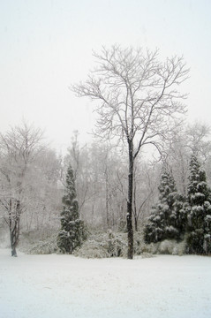 雪景一棵树