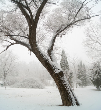 雪景一棵树
