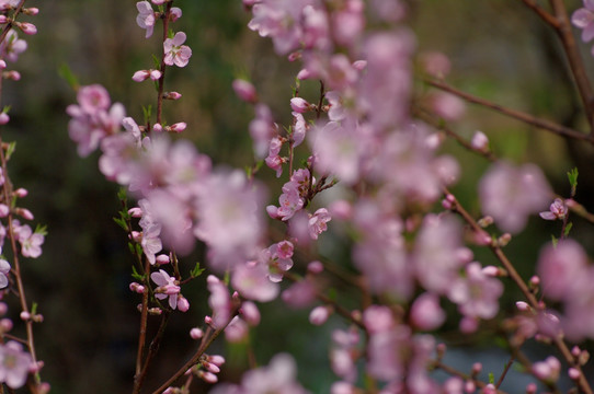 桃花盛开