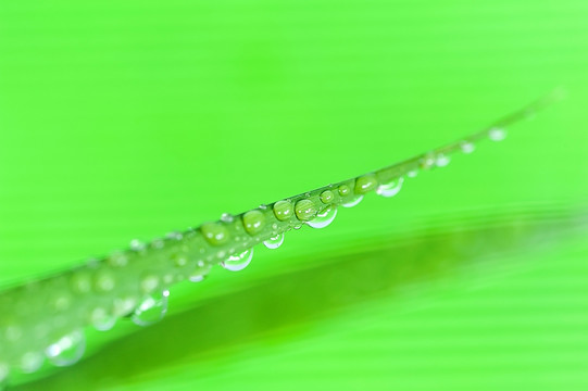 清新水珠绿叶特写