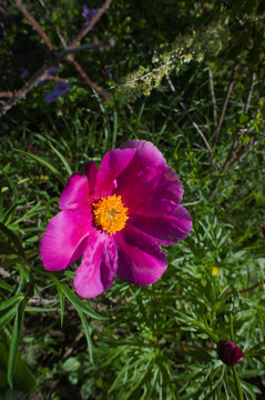 裕民山花节