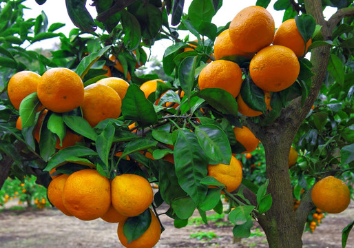 高清橘子树