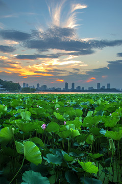 夕阳晚霞荷花塘