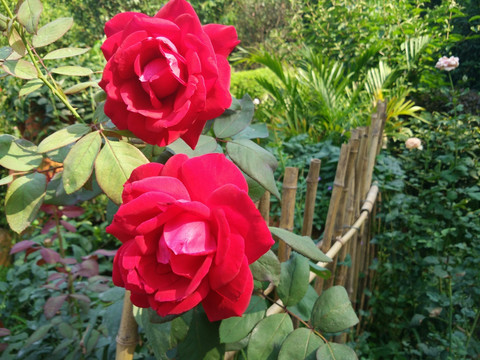 花圃里的玫瑰