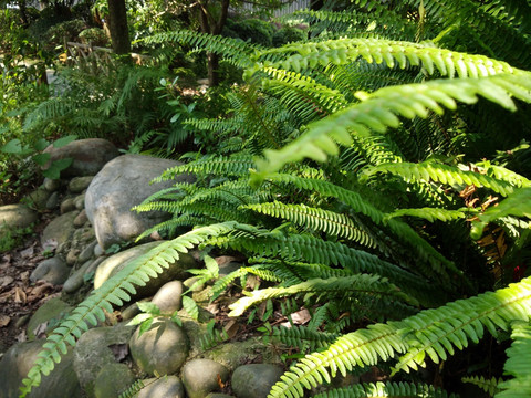 蕨类植物 肾蕨