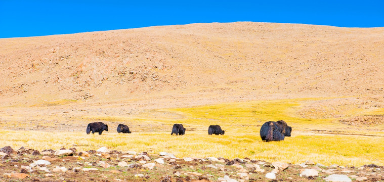 西藏牦牛 喜马拉雅山脉