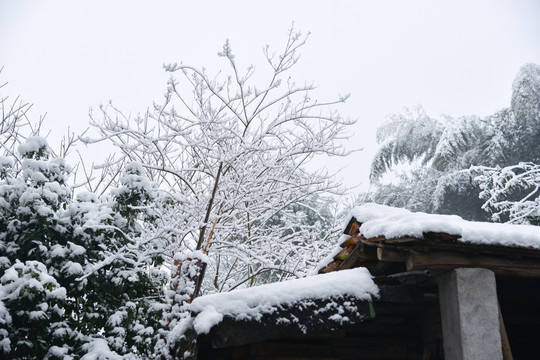 冬雪