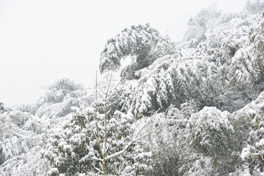 竹林冬雪