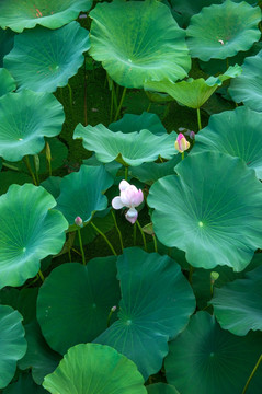 玄武湖荷花塘