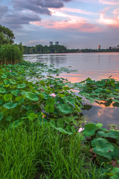 夕阳荷塘