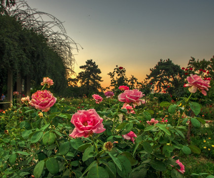 夕阳晚霞玫瑰花海