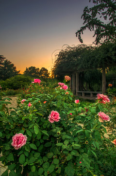 夕阳晚霞玫瑰园