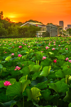 夕阳荷塘