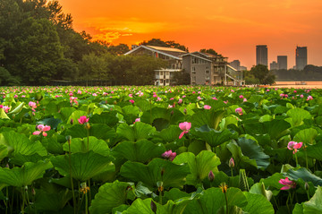 夕阳荷塘