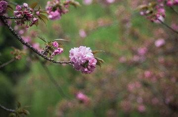 樱花