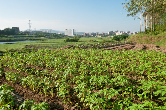 农田芝麻地