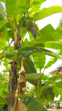 香蕉花 香蕉树