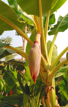 香蕉花 香蕉树