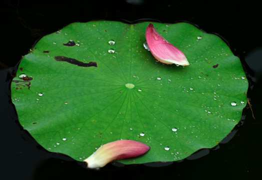 荷叶与荷花花瓣