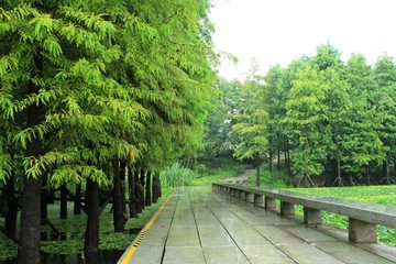 滁河湾湿地公园