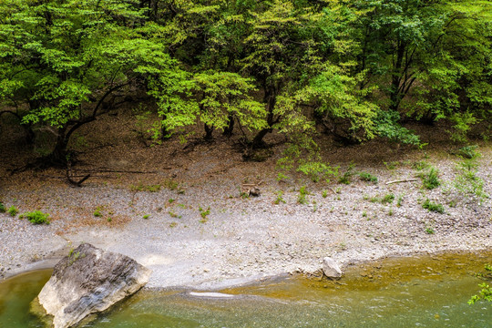 巴拉格宗峡谷植被